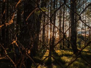 Preview wallpaper trees, forest, sun, rays, mesh, metal