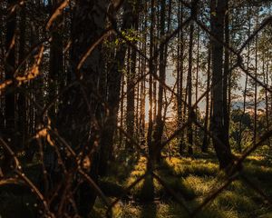 Preview wallpaper trees, forest, sun, rays, mesh, metal