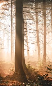 Preview wallpaper trees, forest, sun, light, rays, nature