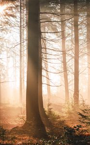 Preview wallpaper trees, forest, sun, light, rays, nature