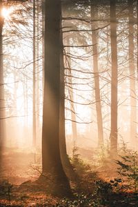 Preview wallpaper trees, forest, sun, light, rays, nature