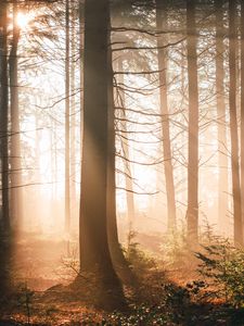 Preview wallpaper trees, forest, sun, light, rays, nature