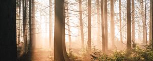 Preview wallpaper trees, forest, sun, light, rays, nature