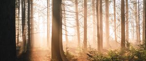 Preview wallpaper trees, forest, sun, light, rays, nature