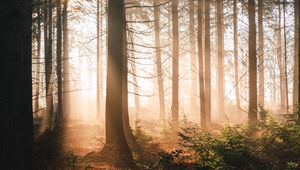 Preview wallpaper trees, forest, sun, light, rays, nature