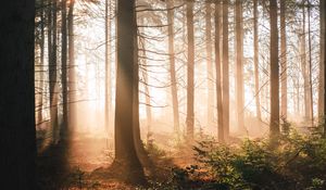 Preview wallpaper trees, forest, sun, light, rays, nature