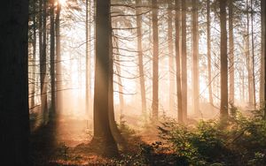 Preview wallpaper trees, forest, sun, light, rays, nature