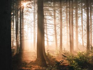 Preview wallpaper trees, forest, sun, light, rays, nature