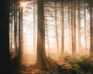Preview wallpaper trees, forest, sun, light, rays, nature