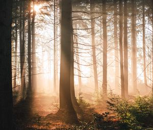 Preview wallpaper trees, forest, sun, light, rays, nature