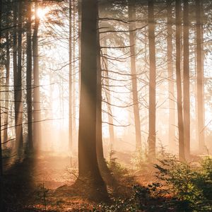 Preview wallpaper trees, forest, sun, light, rays, nature