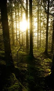 Preview wallpaper trees, forest, sunlight