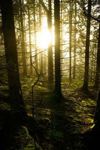 Preview wallpaper trees, forest, sunlight
