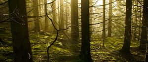 Preview wallpaper trees, forest, sunlight