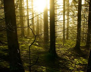 Preview wallpaper trees, forest, sunlight