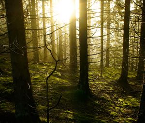 Preview wallpaper trees, forest, sunlight