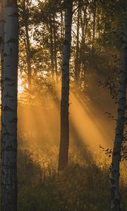 Preview wallpaper trees, forest, sunlight, grass