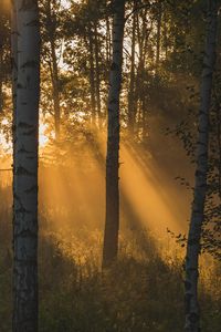 Preview wallpaper trees, forest, sunlight, grass