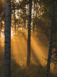 Preview wallpaper trees, forest, sunlight, grass