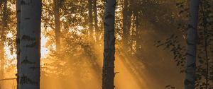Preview wallpaper trees, forest, sunlight, grass