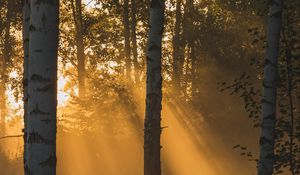 Preview wallpaper trees, forest, sunlight, grass