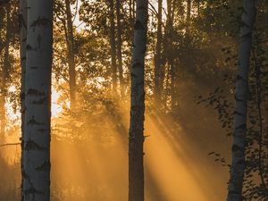 Preview wallpaper trees, forest, sunlight, grass