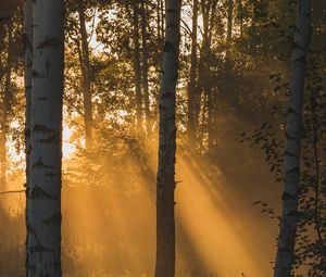 Preview wallpaper trees, forest, sunlight, grass