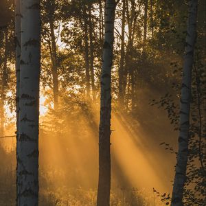 Preview wallpaper trees, forest, sunlight, grass