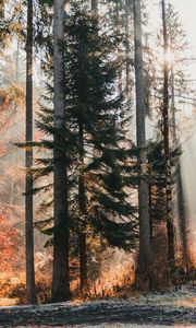 Preview wallpaper trees, forest, sunlight, nature