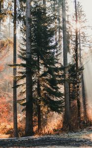 Preview wallpaper trees, forest, sunlight, nature