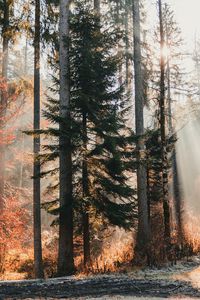 Preview wallpaper trees, forest, sunlight, nature