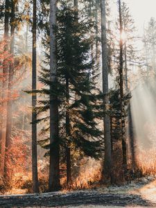 Preview wallpaper trees, forest, sunlight, nature