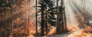 Preview wallpaper trees, forest, sunlight, nature