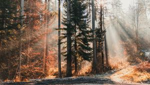 Preview wallpaper trees, forest, sunlight, nature