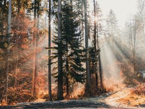 Preview wallpaper trees, forest, sunlight, nature