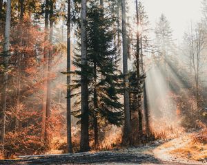 Preview wallpaper trees, forest, sunlight, nature