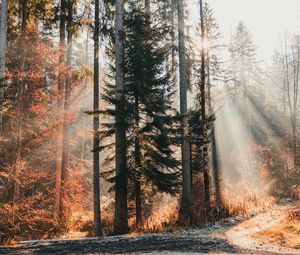 Preview wallpaper trees, forest, sunlight, nature