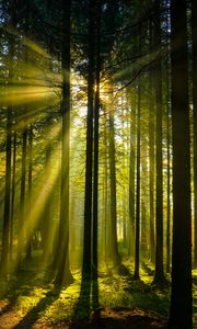 Preview wallpaper trees, forest, sunlight, landscape