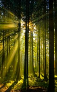Preview wallpaper trees, forest, sunlight, landscape