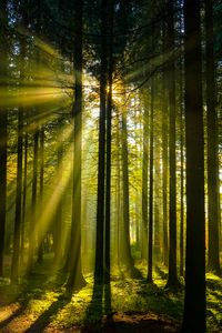Preview wallpaper trees, forest, sunlight, landscape