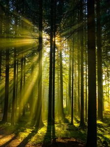 Preview wallpaper trees, forest, sunlight, landscape