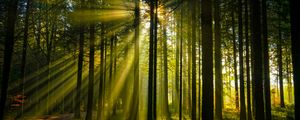 Preview wallpaper trees, forest, sunlight, landscape