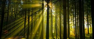 Preview wallpaper trees, forest, sunlight, landscape