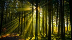 Preview wallpaper trees, forest, sunlight, landscape