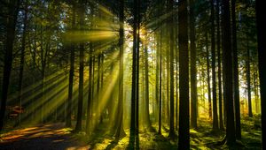 Preview wallpaper trees, forest, sunlight, landscape
