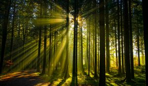 Preview wallpaper trees, forest, sunlight, landscape