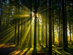 Preview wallpaper trees, forest, sunlight, landscape