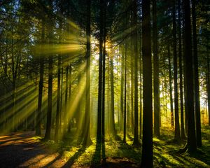 Preview wallpaper trees, forest, sunlight, landscape