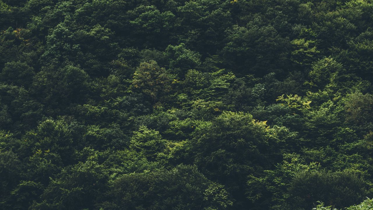 Wallpaper trees, forest, top view