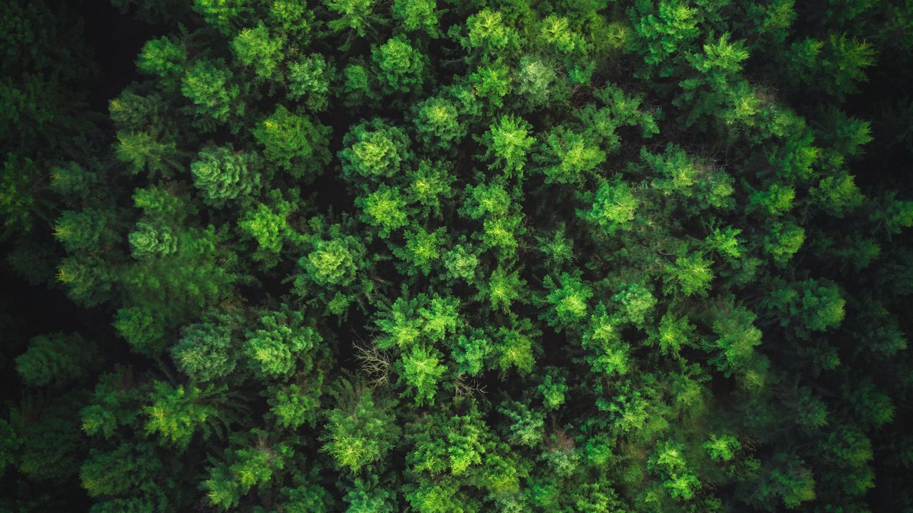 Wallpaper trees, forest, top view, green